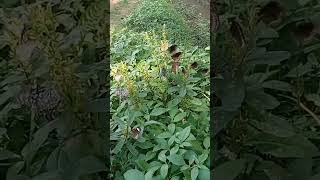 Butterfly plant butterfly butterflyshorts malayalammelodysong mala shorts pet love puppy [upl. by Aihsek]