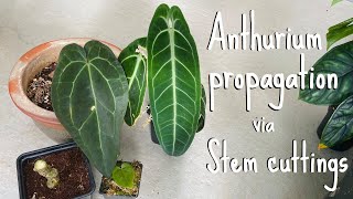 Anthurium propagation Stem cuttings [upl. by Ahcropal]