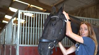 How to fit a Stubben Freedom II Bridle [upl. by Humbert]