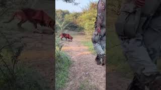 Chasse au lièvre avec setter  hunting rabbit  صيد الارنب [upl. by Esyahc]