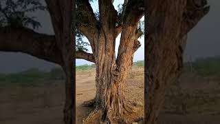 Tamarind Tree  Tamarindus indicus [upl. by Kaasi]