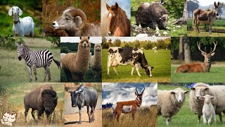 Animal sounds  Hoofed herbivorous animals [upl. by Ihc]