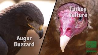 Buzzard vs Vulture Whats the Difference [upl. by Adnalor]