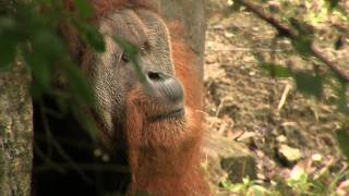 New Sumatran OrangutanCincinnati Zoo [upl. by Lenahs423]