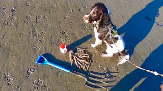 My Dog Collects Razor Clams While Foraging an Extremely Low Tide  Catch Clean Cook [upl. by Temme]