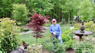 How To Prune Forsythias amp Lilacs Plus a Sweet New Annual [upl. by Janelle]