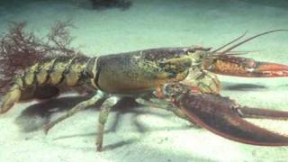 Food Facts amp Information  Why Are Lobsters Cooked Alive [upl. by Mahalia541]