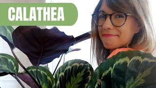 Prayer plant care  Calathea plant care [upl. by Beata386]