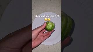 Round Cucumber❓️❓️❓️😲 gardening cucumber strangerthings shorts veggies round whatisthat [upl. by Robinia]