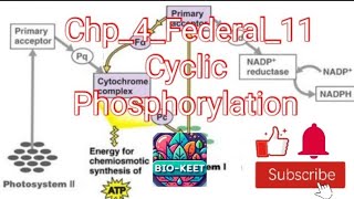 Chp4Federal11 Cyclic flow of electrons ATP synthase ATP productionWhy cyclic flow occurs [upl. by Middle806]