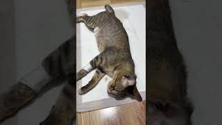 How to inject cat medicine shortvideo cat spayandneuter [upl. by Ahseia647]