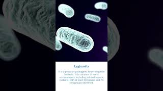 What is Legionella Bacteria [upl. by Sivla327]