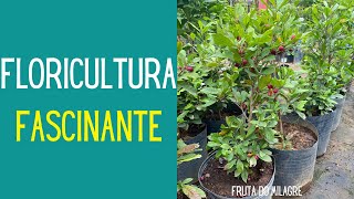 VIAJANDO E CONHECENDO PLANTAS Um Tour por uma floricultura e suas plantas fascinantes [upl. by Aratahc280]