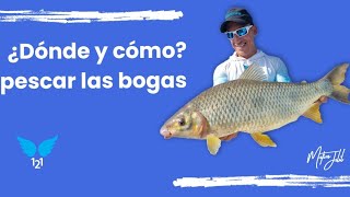 ¿Como pescar bogas y dorados [upl. by Hsihsa]