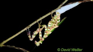 Mother Flower Mantis Laying Eggs [upl. by Frodina]