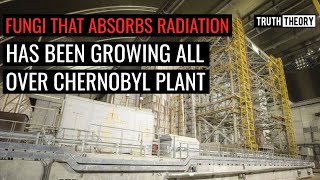 Fungi That Absorbs Radiation Has Been Growing All Over Chernobyl Plant [upl. by Gnof]