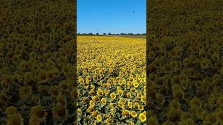 The Amazing World of Sunflowers 🌼🌍 [upl. by Innoc56]