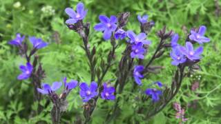 Large Blue Alkanet  Italienische Ochsenzunge  Anchusa Azurea [upl. by Rentschler]