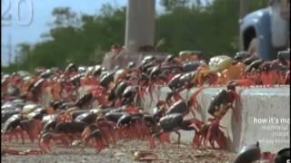 Swarming Cuban Land Crabs [upl. by Drareg]