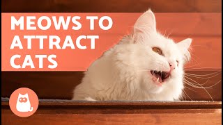 SOUNDS to Make Your CAT COME to CUDDLE YOU 📣🐈 Meows to ATTRACT Your CAT When They HIDE [upl. by Aurita]