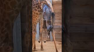 Giraffe Giving Birth [upl. by Akimert]