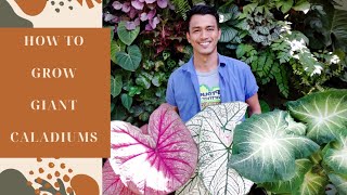 HOW TO GROW GIANT CALADIUMS [upl. by Cleodel]