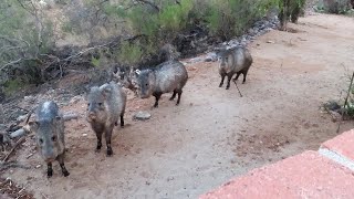 An aggressive javelina launches an attack on another and Blaze goes nose to nose with one 05122021 [upl. by Clarita]