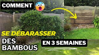 Fini le bambou  solution simple qui fonctionne👍🌿 [upl. by Soane]