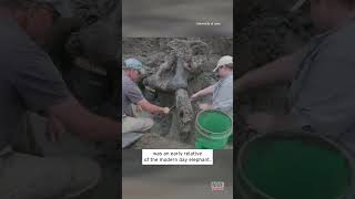 Ancient Mastodon Skull Dug Up in Iowa shorts [upl. by Eleira]