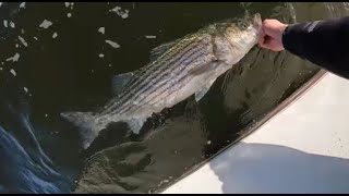 Early Season Barnegat Bay Bass [upl. by Adelheid]