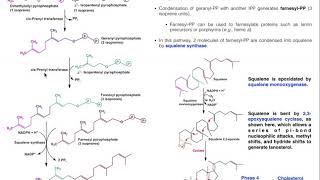 Cholesterol Biosynthesis  Stage 3 Generating Squalene amp Lanosterol [upl. by Beitris287]