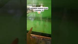 IKAN CHANNA YS MAKAN GAES shortvideos shorts ikan shortvideo short [upl. by Thibaud]