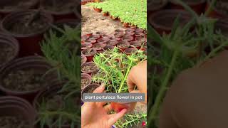 How to plant portulaca shorts [upl. by Aymik]