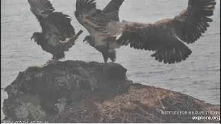 West End  Koa Treasure amp Sterling On Historic Nest 🐥 Musical Nests For Juvies Harbor Seal 7424 [upl. by Ddart]