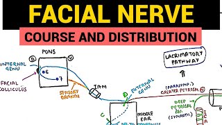 Facial Nerve Anatomy  1  Course and Distribution [upl. by Ajax30]