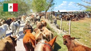 Nos fuimos a Buscar Lazar y Arrear la Becerrada NONORANCH [upl. by Meade979]