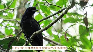 WingTastic Facts About The Long Wattled Umbrellabird For Kids [upl. by Klarika]