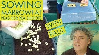 Sowing Marrowfat Peas for Pea Shoots January 2019 [upl. by Llewon]