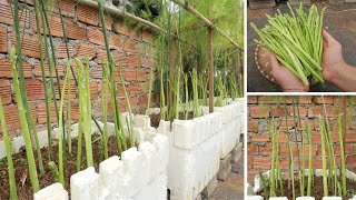 How to grow asparagus at home quickly for harvest [upl. by Pavlish]