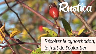 Récolter le cynorrhodon le fruit de léglantier [upl. by Thamora494]