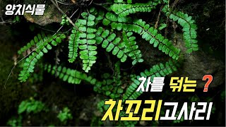 퍼니의 양치식물 차를 덖는 차꼬리고사리 Asplenium trichomanes L [upl. by Aeki]