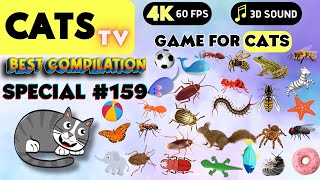 CAT Games  Ultimate Cat TV Compilation Vol 159 ✅ Episode SPECIAL ✅ 8 HOURS 🐝🐞🦋🦎🦜🐜🐭🧵 [upl. by Isdnil]