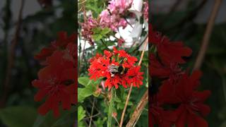 The red Lychnis Chalcedonica Maltesecross chalcedonica malthesecross redflower perennial [upl. by Hctub939]