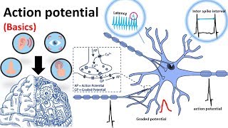 Action Potential Basics [upl. by Shewmaker89]