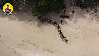 main ular naga bersama kawan kawan di pulau soetan kawasan pesisir selatan sumbar seruh banget [upl. by Iz]