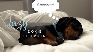 The Cutest Lazy Morning Youll Ever See With A Mini Dachshund [upl. by Yarehs]