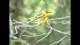 Paruline tigrée 2Cape May Warbler [upl. by Kittie]