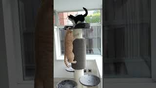 Cats Climb Cat Tree [upl. by Tryck]