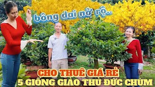 Báo giá cho thuê mai Tết 2025 giảo Thủ Đức bông mới 5 loại chùm cúc Thọ Hương đẹp vườn mai Phước Lộc [upl. by Christine]