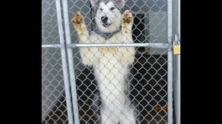 Montana Malamute Rescue [upl. by Nahbois763]